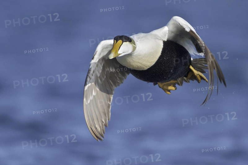 Common Eider (Somateria mollissima) male flying, Manitoba, Canada