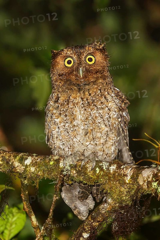 Bare-shanked Screech-Owl (Otus clarkii) perched on a branch in Costa Rica