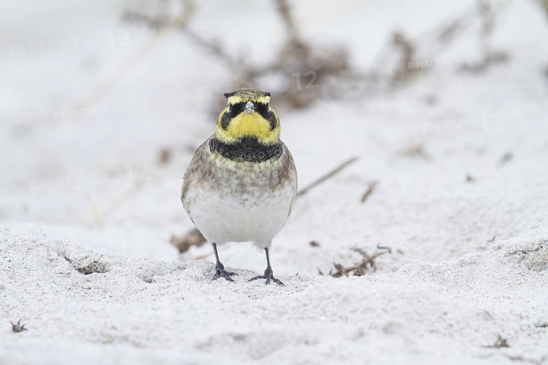 Horned Lark - Ohrenlerche - Eremophila alpestris flava, Germany