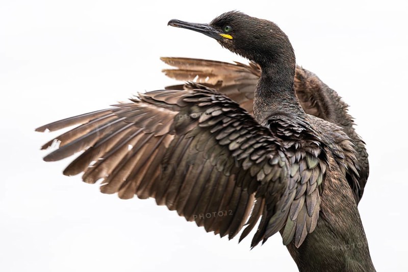 Cormorant (Gulosus aristotelis), juvenile bird spreading its wings, Hornøya Island, Vardø, Varanger, Finnmark, Norway