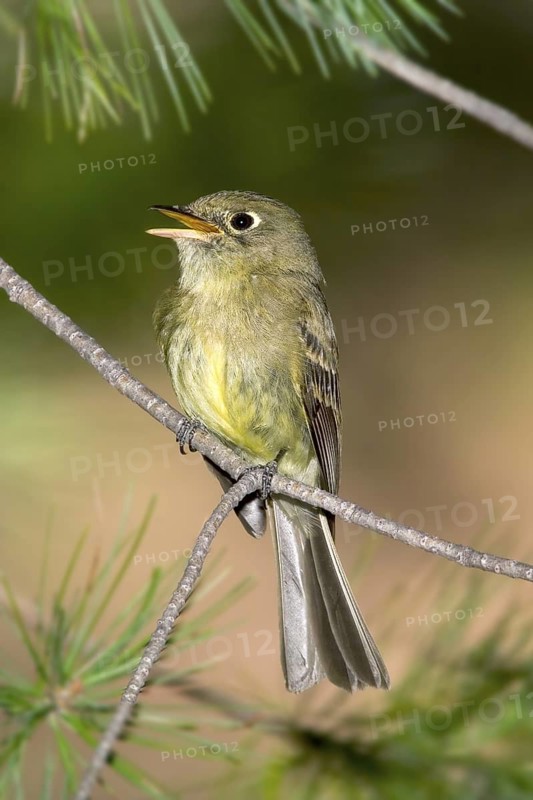 Cordilleran Flycatcher Empidonax occidentalis Chiricahua Mountains, Cochise County, ARIZONA, USA 6 June Adult Tyrannidae