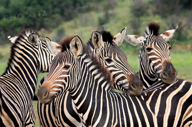Burchell's zebra (Equus quagga burchelli), Burchell's zebra, adult, group, portrait, Pilanesberg National Park, North West Province, South Africa