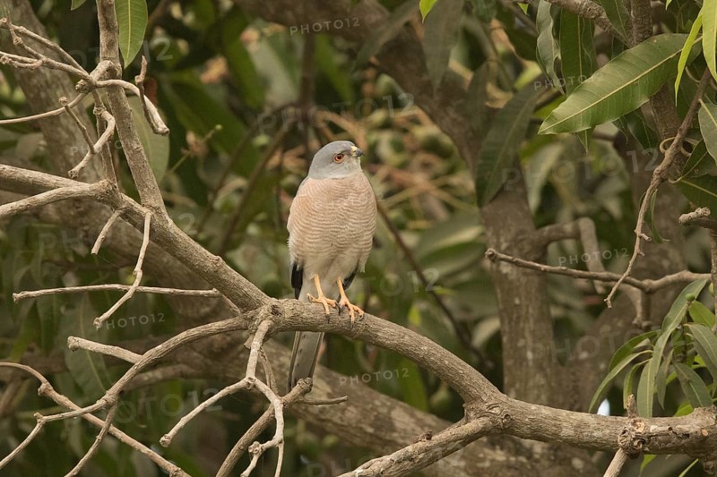 Shikra (Accipiter badius), Gambia