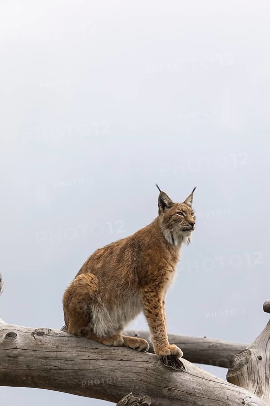 One Eurasian lynx, (Lynx lynx), standing high in a dead tree log. Mountains hide in grey mist in the background