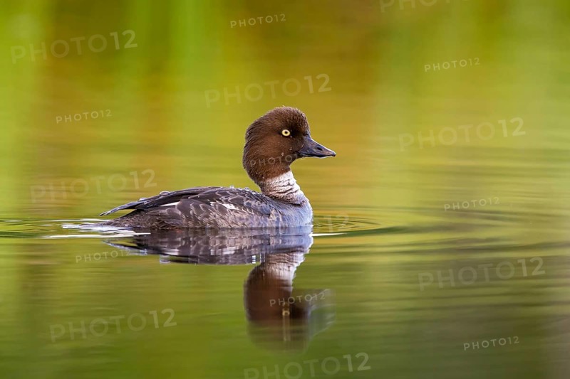 Common goldeneye, animals, birds, ducks, duck family, (Bucephala clangula), swims in water, Lentiira, Lentiira / Kuhmo, Finland