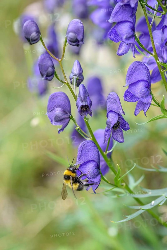 Tauern Monkshood (Aconitum tauricum), Hohe Tauern National Park, Federal Republic of Germany