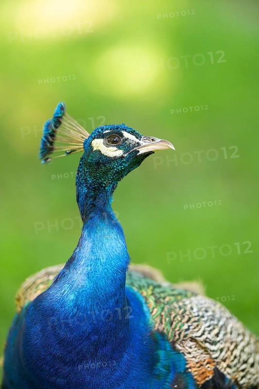 Indian peafowl (Pavo cristatus), portrait, Hesse, Germany