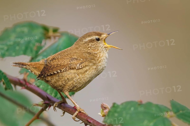 Zaunkönig, Troglodytes troglodytes Eurasian Wren, Troglodytes troglodytes