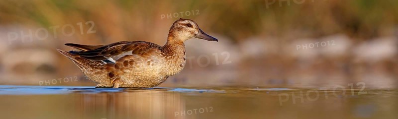 Teal, (Anas crecca), biotope, habitat, foraging, waters, animals, birds, ducks, ducks Salalah, Raysut, Dhofar, Oman