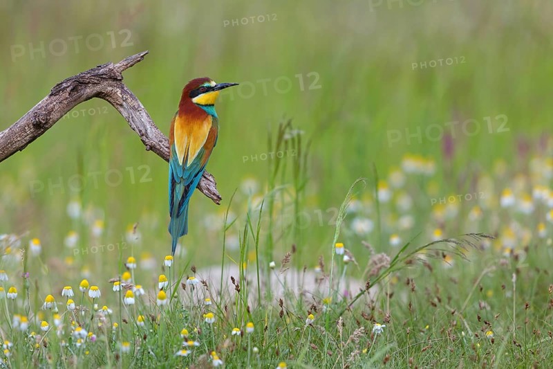 Bee-eater, (Merops apiaster), individual, perch, Tiszaalp-r, Kiskuns-gi National Park, B-cs-Kiskun, Hungary