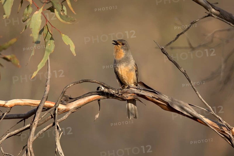 Red-lored Whistler (Pachycephala rufogularis) singing, perched on a branch, Victoria, Australia