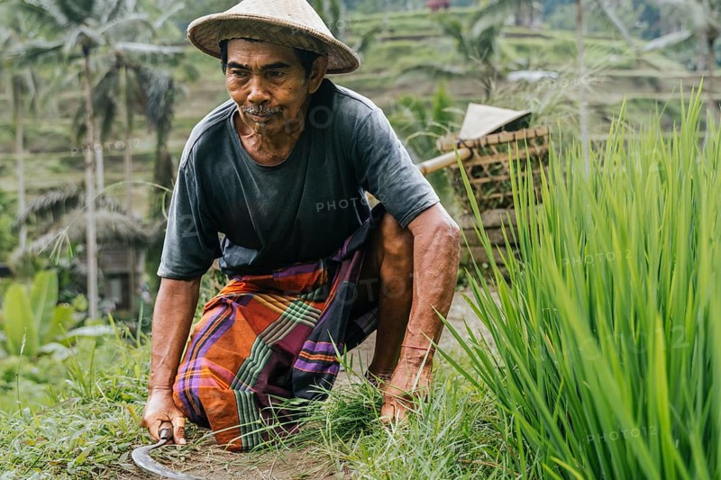 An Indonesian man works carefully in a lush rice field in Bali, showcasing traditional farming methods and attire, including a straw hat and a colorful sarong