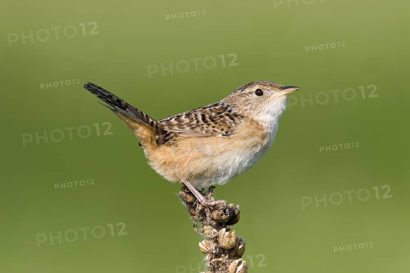 Sedge Wren Cistothorus platensis Appleton, Chippewa County, Minnesota, United States 29 May Adult Troglodytidae