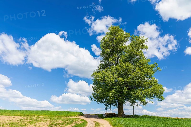 Cunnersdorfer Lime tree, single lime tree (Tilia) on a hill near Glashütte, Saxony, Germany
