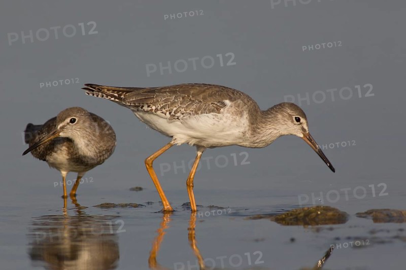 Common Redshank (Tringa totanus) foraging, Oman