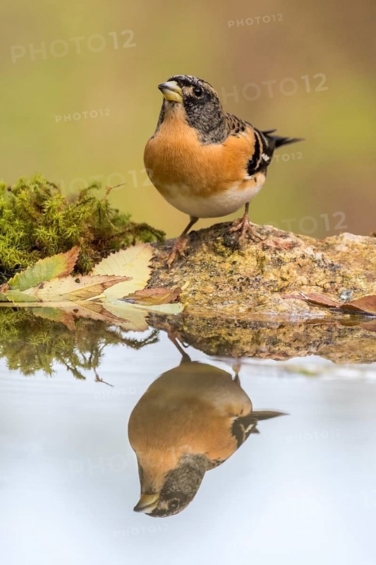 Brambling (Fringilla montifringilla) male at waterhole, Madrid, Spain