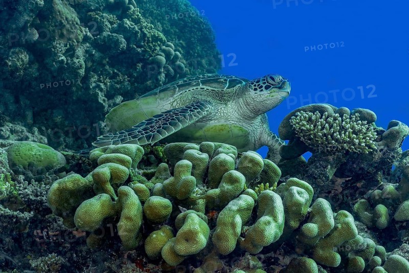 A serene green sea turtle, Chelonia mydas, rests among vibrant coral formations in the crystal-clear waters of the Maldives. The scene captures the tranquility of marine life