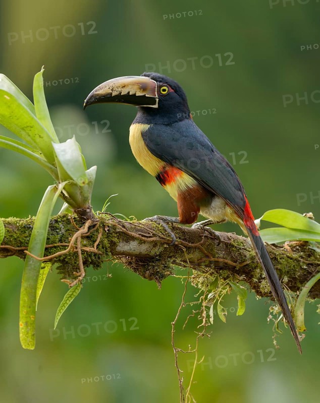 Collared Aracari (Pteroglossus torquatus) - at Laguna Lagarto Lodge near Boca Tapada, Costa Rica