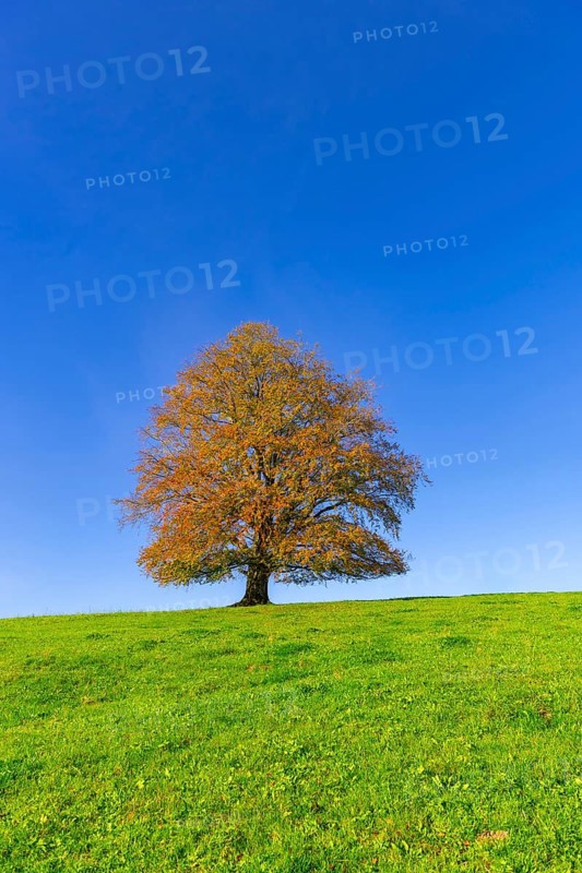 A tree with golden-brown leaves stands alone on a green hill in front of a bright blue sky, copper beech (Fagus sylvatica) in autumn, Rieden am Forggensee, Ostallgäu, Allgäu, Swabia, Bavaria, Germany
