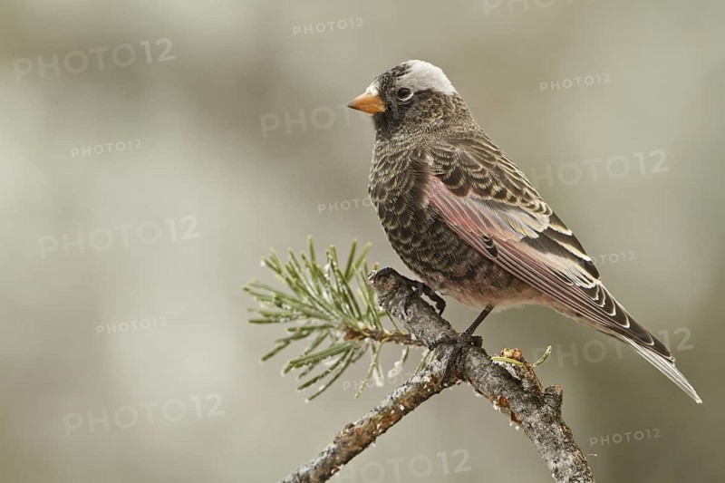 Black Rosy Finch (Leucosticte atrata), New Mexico, USA