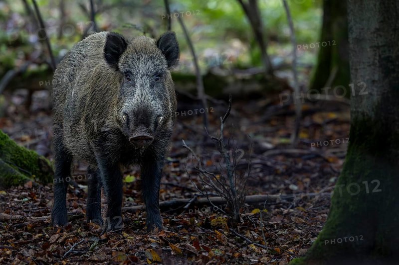 A movement causes the wild boar (Sus scrofa) to pause and, with a concentrated gaze, it looks attentively, watching, Denmark