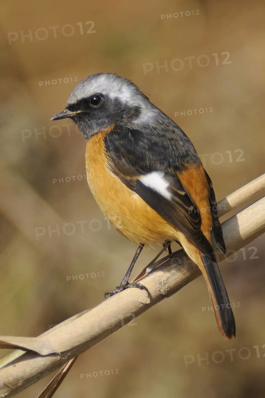 Daurian Redstart (Phoenicurus auroreus) male, Poyang Lake, China