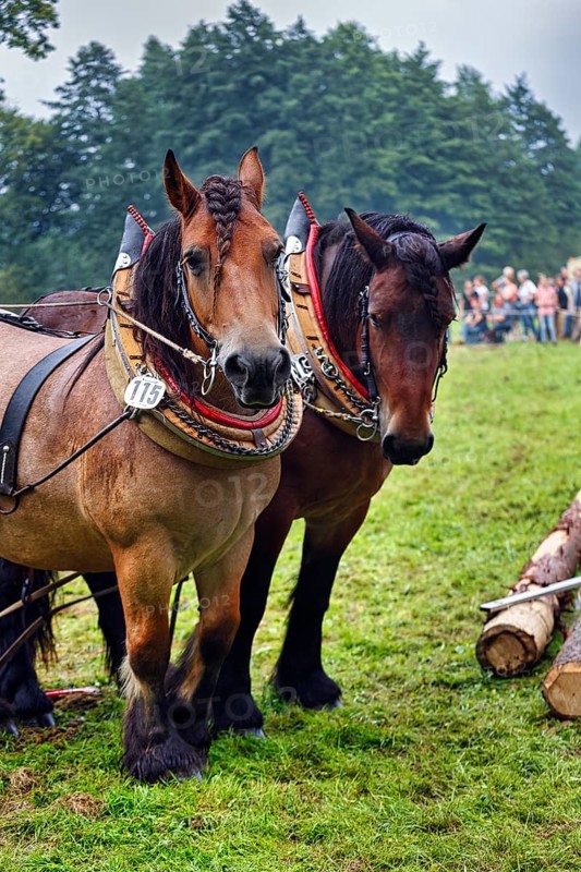 Two back horses, cold-blooded horses at work, demonstration, Horse Park 2017 event, Wendlinghausen Castle and Estate, Castle Park, Dörentrup, Teutoburg Forest, Germany