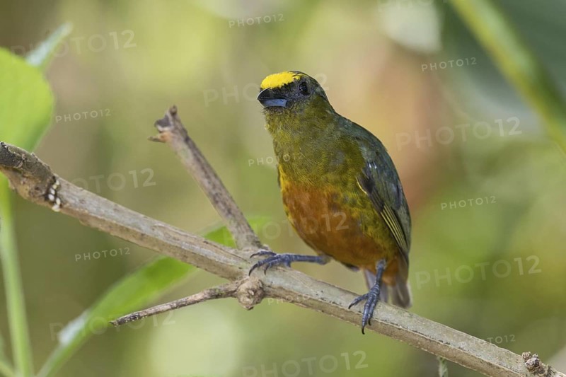 Olive-backed Euphonia (Euphonia gouldi) male, Costa Rica