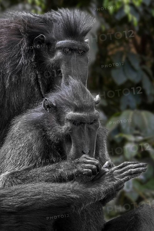 Celebes crested macaque (Macaca nigra), crested black macaque grooming and delousing foot, native to the Indonesian island of Sulawesi