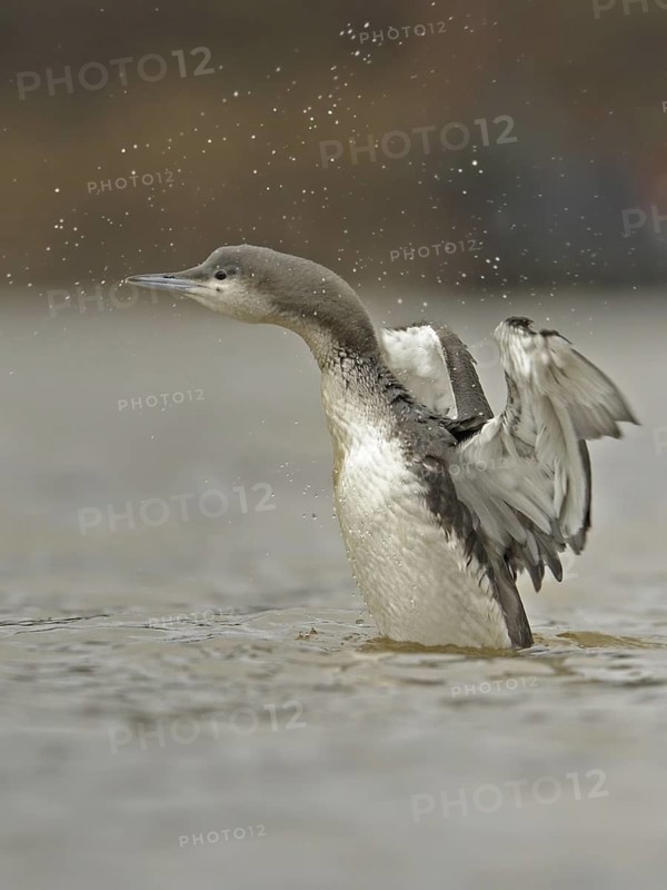Black-throated Loon (Gavia arctica) juvenile, North Rhine-Westphalia, Germany