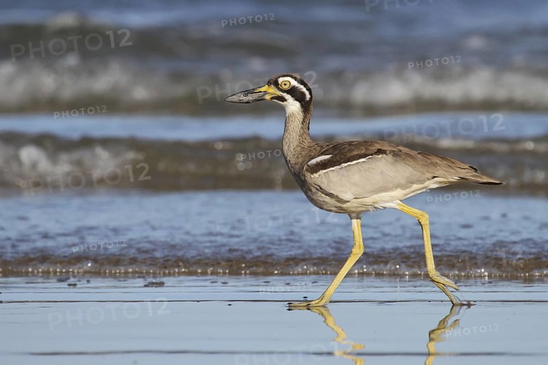 Beach Stone-curlew (Esacus magnirostris), Queensland, Australia