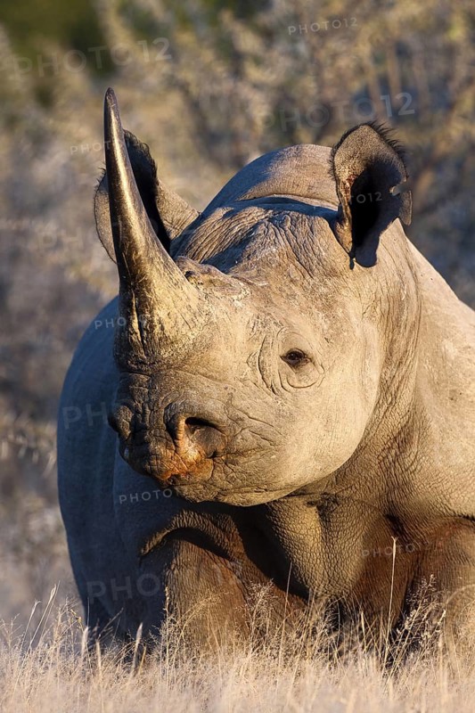 Black rhinoceros (Diceros bicornis) portrait, Etosha National Park, Namibia