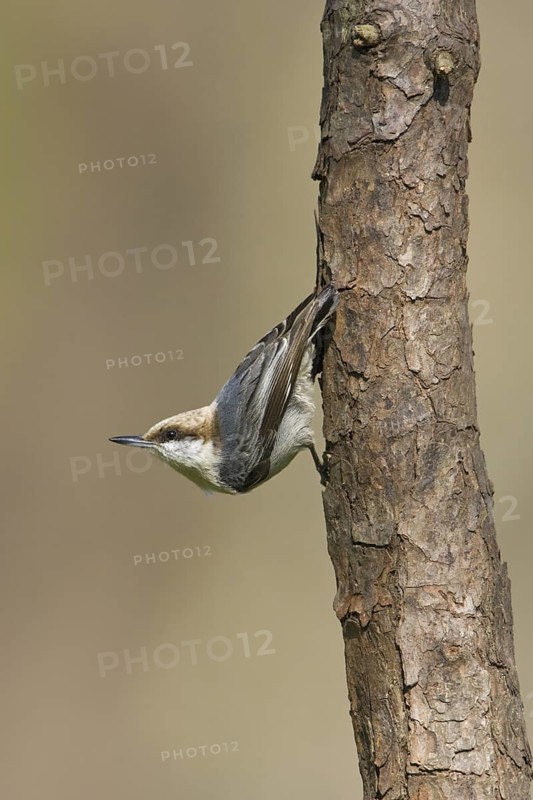 Brown-headed Nuthatch (Sitta pusilla), Texas, USA
