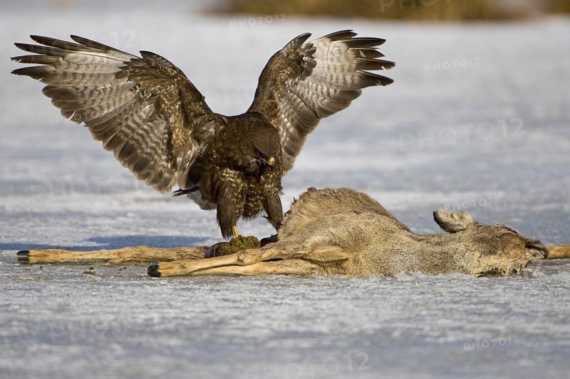 Common Buzzard (Buteo buteo), Lower Saxony, Germany