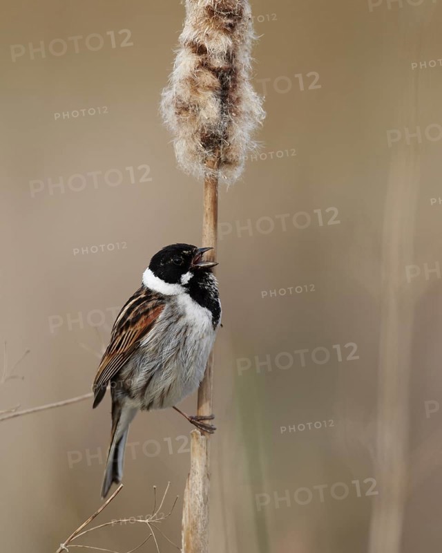 Common Reed Bunting (Emberiza schoeniclus) male singing from a cattail, Mecklenburg-Western Pomerania, Germany