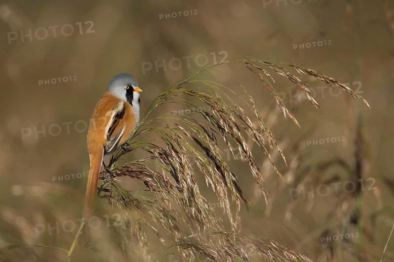 Bearded tit or reedling (Panurus biarmicus) adult male bird on a Common reed seedhead, RSPB Strumpshaw fen nature reserve, Norfolk, England, United Kingdom