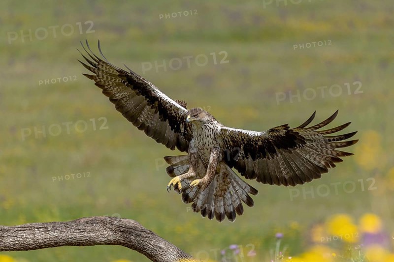 Bonelli's eagle (Aquila fasciata), landing, Andalusia, Spain