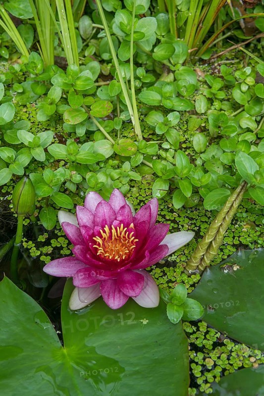 Red water lily (Nymphaea) on green leaves in a pond, duckweed, Baden-Württemberg, Germany