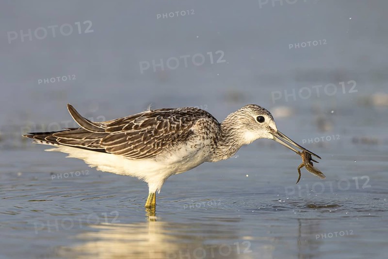 Common Greenshank (Tringa nebularia) with prey in its beak, Netherlands