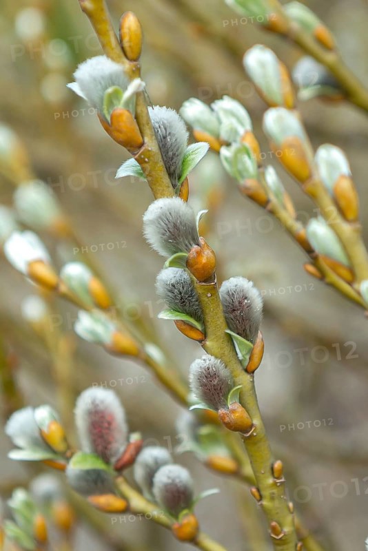 Salix helvetica (Salix helvetica), Wilhelma, Germany