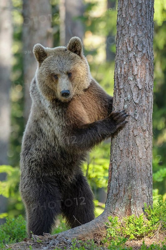 Eurasian Brown Bear (Ursus arctos) standing upright at tree in forest, Finland
