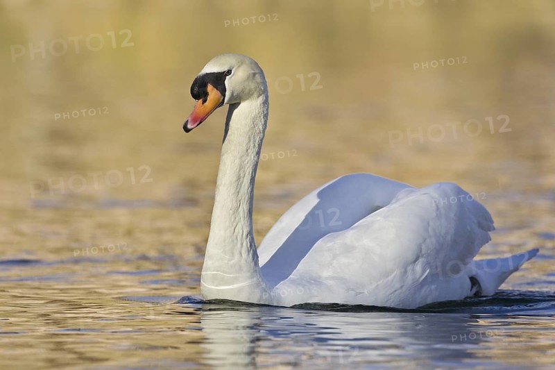 Mute Swan (Cygnus olor), New Mexico, USA