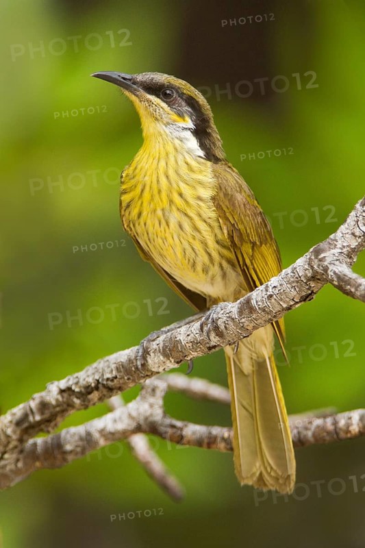 Varied Honeyeater (Gavicalis versicolor) pair, Queensland, Australia