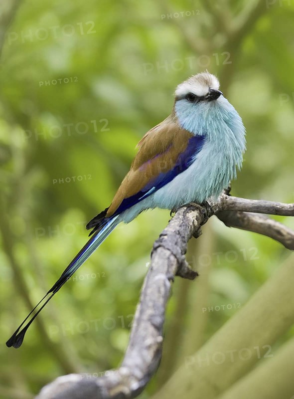 Racket-tailed Roller (Coracias spatulatus), California, USA