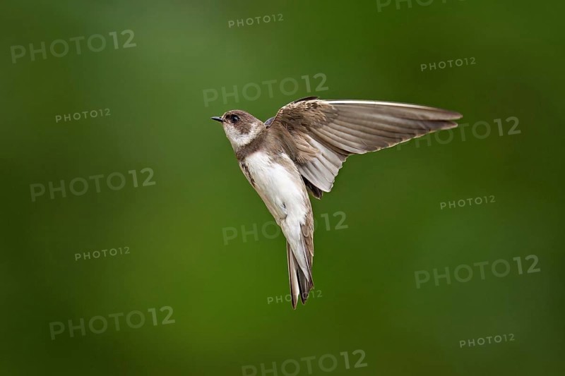 Sand martin (Riparia riparia), in flight, Reussegg nature reserve, Canton Aargau, Switzerland