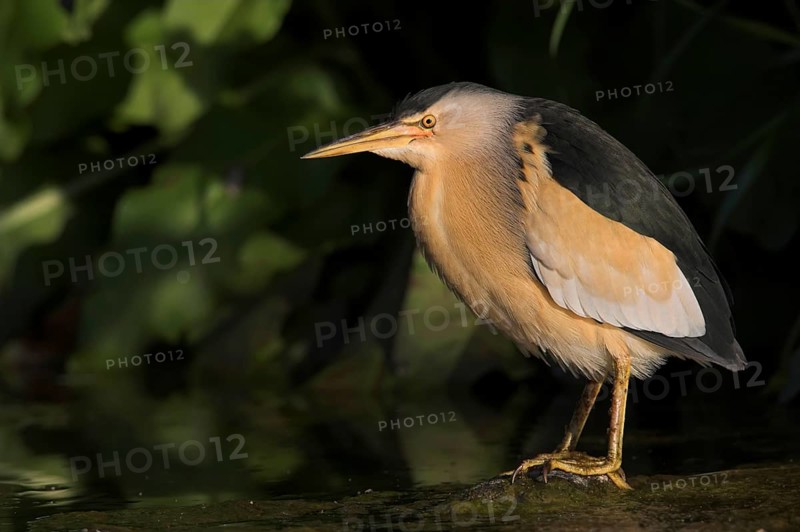 Little Bittern (Ixobrychus minutus), Lesvos, Greece