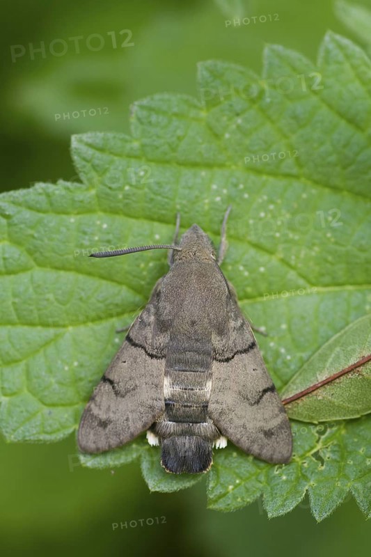 Macroglossum stellatarum - Hummingbird Hawk-Moth - Taubenschwänzchen, Germany (Baden-Württemberg), imago
