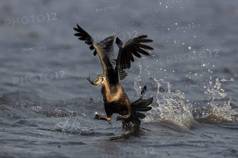 African Darter (Anhinga rufa) with captured fish prey, Chobe, Botswana