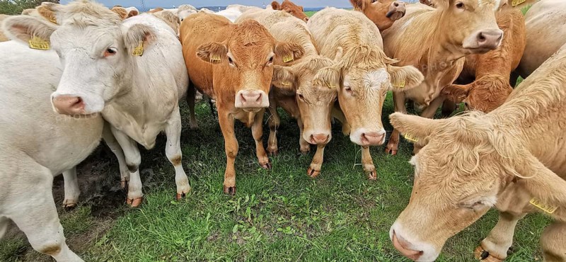 Cows (bos taurus) standing close together in a meadow, Franconian Forest nature park Park