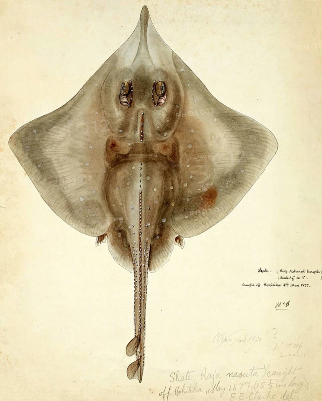 New Zealand rough skate, Raja nasuta, Zearaja nasuta, New Zealand rough skate, fish, reproduction of an original, by Frank Edward Clarke (b. 1849, d. 1899), ichthyologist and scientific draughtsman